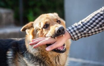 Atlanta Dog Bite Premises Liability Attorney